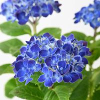 ジギタリス,アジサイ　ネイビーブルー,青い花,紫陽花 アジサイ あじさい,青い花マニアの画像