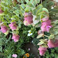 エキナセア,オレガノ ケントビューティー,レモンの実,ブッドレア フラワーパワー,紫陽花 おたふくの画像