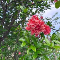 ザクロ,朝散歩,ほんとうの空のある福島,花ブローチ倶楽部,雲仲間の画像