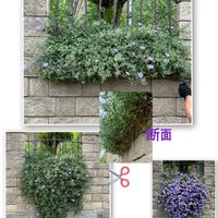 コンボルブルス,千葉県,私のお庭,千葉県北西部,庭の画像