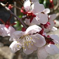 ウメ,ウメモドキ,ウメモドキ,バイカウツギ,バイカウツギの画像