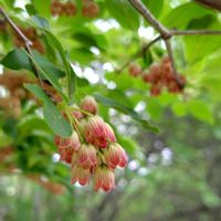 サラサドウダン,山野草,山歩き,花のある暮らし,可愛いお花の画像
