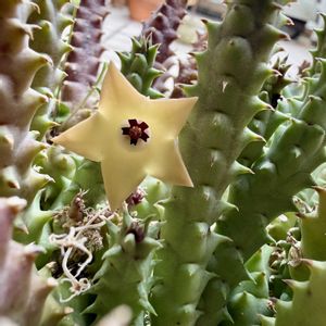 キョウチクトウ,竜王角,多肉植物,鉢植え,花芽の画像