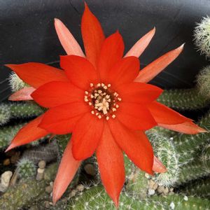 サボテン,白檀,多肉植物,鉢植え,花芽の画像