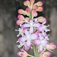 ジュズサンゴ,お花,つぼみ,沖縄,可愛い♡の画像