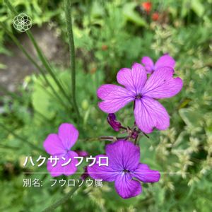 野草,紫の花,いつもありがとう♡,ハーブのある暮らし,ハーブガーデンの画像