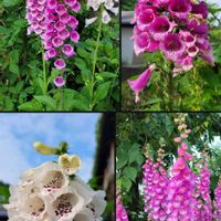 ジギタリス,フクシア,ブラシの木の花,ゴールドコイン アステリスカス,バンジーの画像