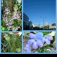 アンゲロニア,デルフィニウム,ニゲラの実,アンゲロニア ウェッジウッドブルー,青い花の画像