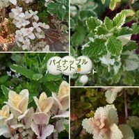 パイナップルミント,電停横の花壇,お出かけ先の画像