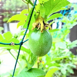 パッションフルーツ,グリーンカーテン,実のなる植物,花のある暮らし,緑のある暮らしの画像