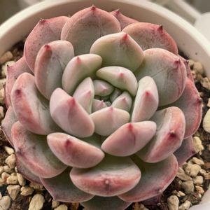 ラフィネ,多肉植物,エケベリア属,多肉中毒,タニラーの画像