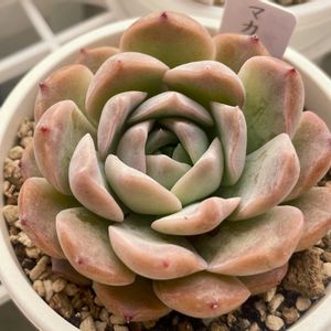 マカロンズ,多肉植物,エケベリア属,多肉中毒,タニラーの画像