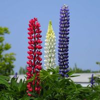 ルピナス,ルピナス,トリコロール,お花,flowerの画像