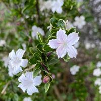 ハクチョウゲ,お出かけ先の画像