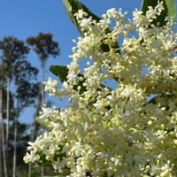 春菊,エルダーフラワー,クレマチスプリンセスダイアナ,ブドウ　スチューベン,ミニトマトかおりんの画像