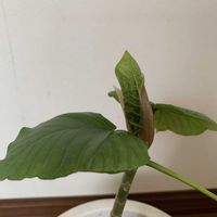 ウンベラータ,可愛い,和む,花のある暮らし,いただきものの画像