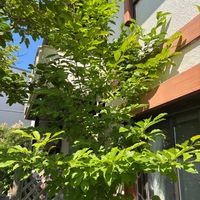 アオダモの画像