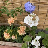 ゼラニウム,ルリマツリ,レウィシア,可愛い,和むの画像