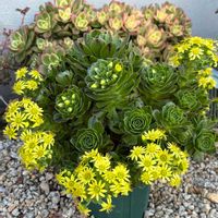 アエオニウム 属,アエオ）グリーンファイヤー,多肉植物,アエオニウム,アエオニウム属の画像
