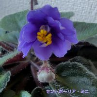 セントポーリア,花のある暮らし,植物大好き,人に優しく,キッチンの画像
