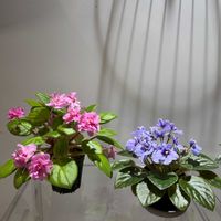 セントポーリア,今日の一枚,花自慢,マイ・コレクション,今日のお花の画像