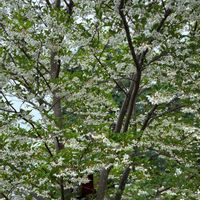 エゴノキ,緑のある暮らし,自然大好き,自然のある暮らし,植物大好きの画像