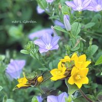 グランドカバー,꒰ღ˘◡˘ற꒱かわゅ~,花のある暮らし,いつもありがとう,紫と黄色の共演の画像