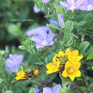 グランドカバー,꒰ღ˘◡˘ற꒱かわゅ~,花のある暮らし,いつもありがとう,紫と黄色の共演の画像