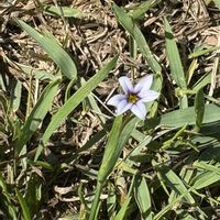 ニワゼキショウ,ニワゼキショウ,芝生,ニワゼキショウ 庭石菖,花のある暮らしの画像