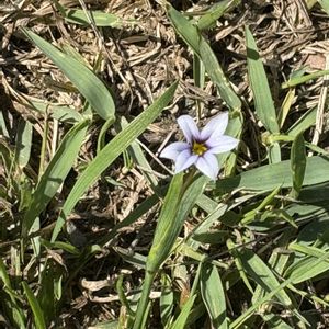 ニワゼキショウ,ニワゼキショウ,芝生,ニワゼキショウ 庭石菖,花のある暮らしの画像