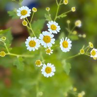 コンボルブルス,マトリカリア,ガーデニング,花のある暮らし,ナチュラルスタイルの画像