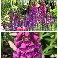 ジギタリス,フジ,花散歩,OLYMPUS,ミラーレス一眼の画像