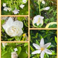 ギボウシ,クチナシ,姫クチナシ,ノリウツギ,ダルマノリウツギの画像