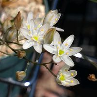 オーニソガラム,ビザール プランツ,ケープバルブ,ビザールプランツ,東向きベランダの画像