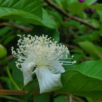 グァバ,グアバ,グァバの花,グアバの花の画像