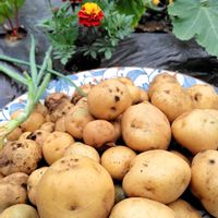 ジャガイモ,ズッキーニ,ジャガイモ栽培,お花のある暮らし,畑のある暮らしの画像