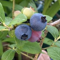 ブルーベリー,レモン,ばら バラ 薔薇,サン・テグジュペリの画像