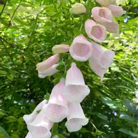 ジギタリス,お散歩,花のある暮らし,GSに感謝。,薔薇園の画像