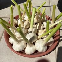ニンニク,成長記録,小さな庭,家庭菜園の画像