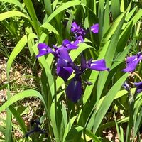 カキツバタの画像