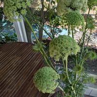 ニンジン,ニンジンの花,家庭菜園の画像
