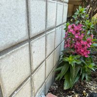 アンゲロニアの画像