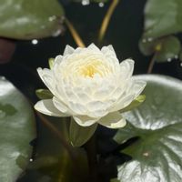 スイレン,睡蓮,温帯スイレンの画像