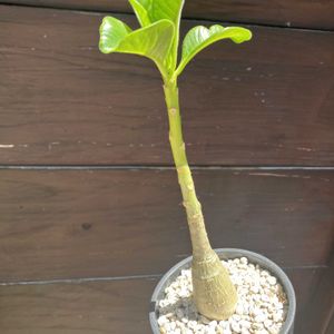 パキポディウム,パキポディウム デカリー,多肉植物,塊根植物,コーデックスの画像