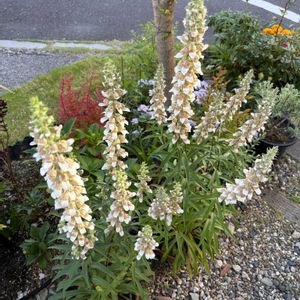 ジギタリス,アガスターシェ,バラ、薔薇、ばら,小さい庭,恋いづなの画像