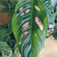 マドカズラ,モスポール,モンステラ　エスケレート,観葉植物,インドアグリーンの画像