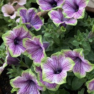 ペチュニア,寄せ植え,ガーデニング,夏の花,花のある暮らしの画像