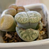 リトープス,多肉植物,観葉植物,キッチンの画像