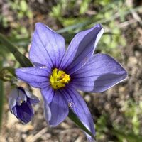 オーニソガラム,黒ほおずき,庭石菖（にわぜきしょう）の画像