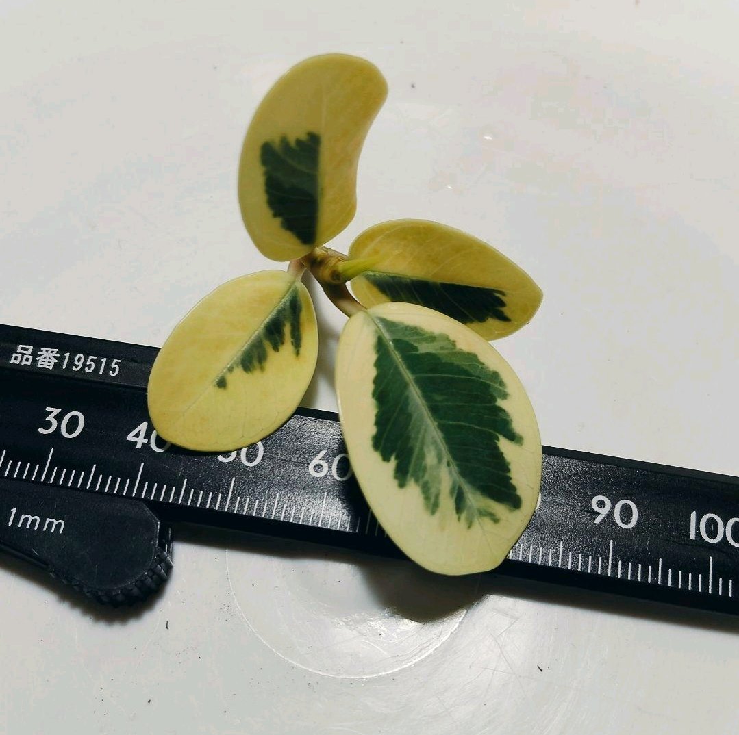 パンダガジュマルの挿し木｜🍀GreenSnap（グリーンスナップ）